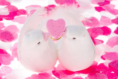 pigeonの写真素材