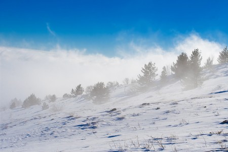 Winter treeの写真素材