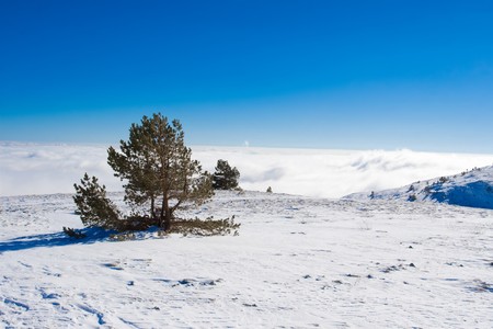 Winter tree