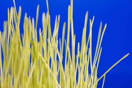 Grass