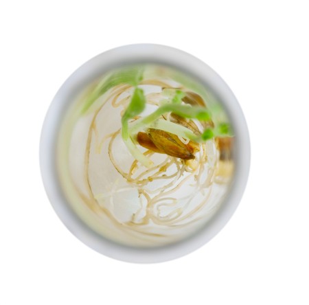 Green plant in laboratory test-tubeの写真素材