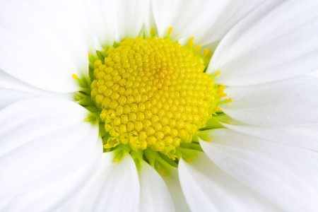 Camomileの写真素材