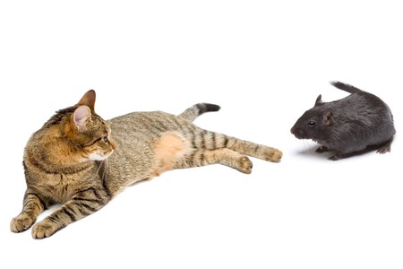 Cat hunts on a mouseの写真素材