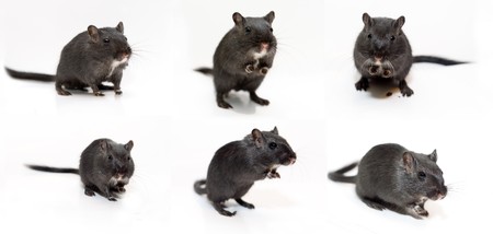 funny rat on white backgroundの写真素材