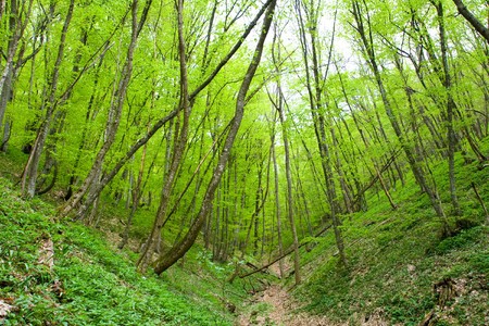 Forest