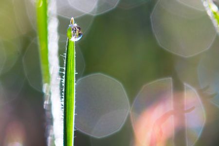 Drops on grassの写真素材