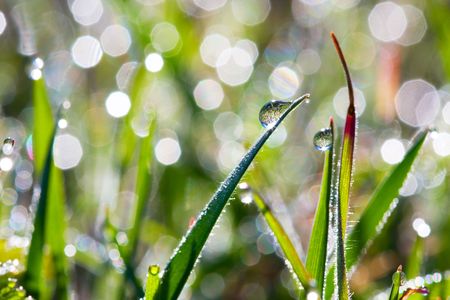 Drops on grassの写真素材