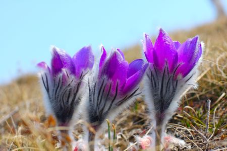 Crocus