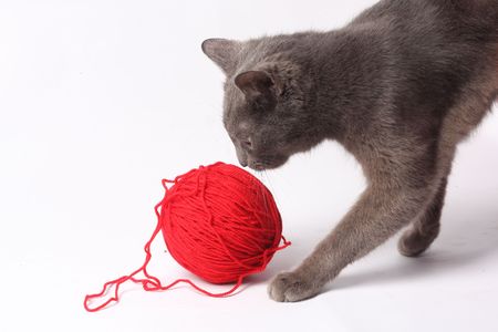 Cat with woolen ballの写真素材