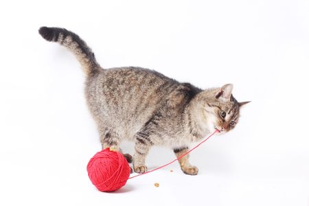 Cat with woolen ball