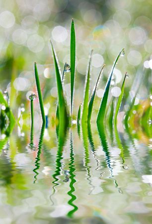 Drops on grass