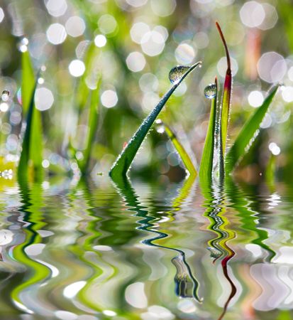 Water drops on a leaf. Close upの写真素材