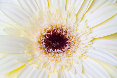 Gerberの写真素材