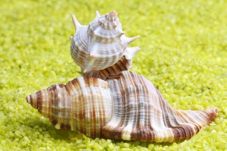 Shell の写真素材