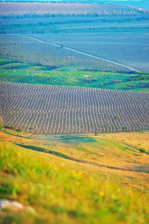 wine fields while sunset in countrysideの写真素材