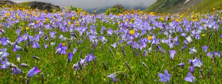 Colorful flowers on the green meadowの写真素材