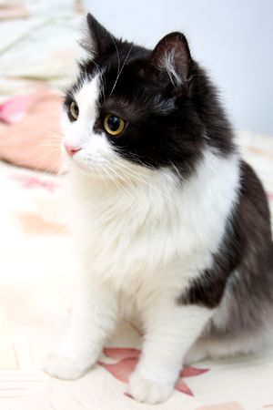 catの写真素材