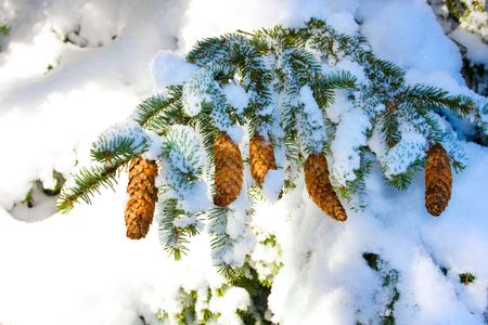 Winter tree

の写真素材