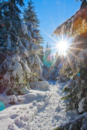 Winter tree