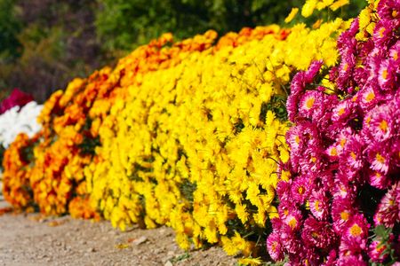 flowersの写真素材