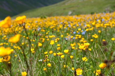 Flowerの写真素材