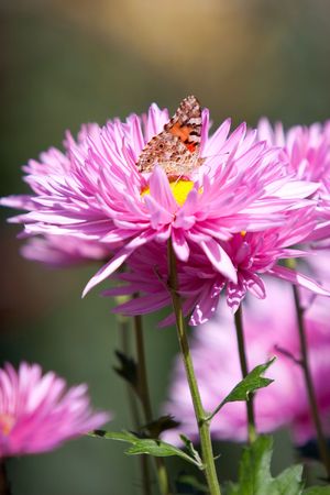 Flowerの写真素材