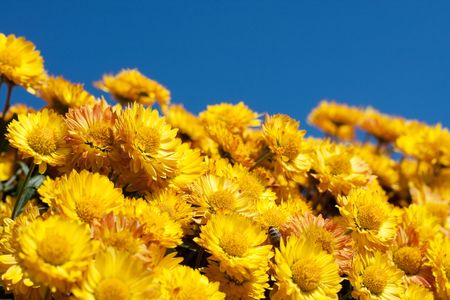yellow flowersの写真素材
