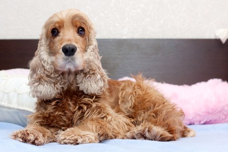 Cocker spanielの写真素材