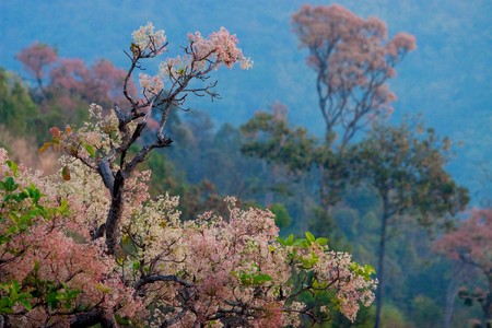 Forestの写真素材