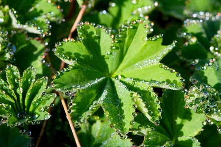 Water drops on a leaf. Close upの写真素材