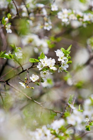 Apple Blossoms