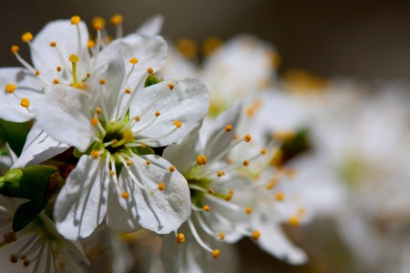 Apple Blossomsの写真素材