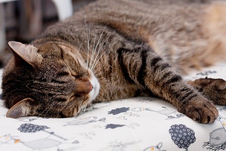 Catの写真素材