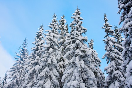 Winter treeの写真素材