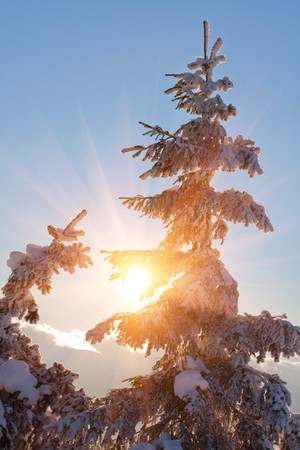 Winter treeの写真素材