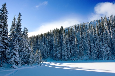 Winter treesの写真素材