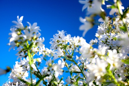 White bloom against blue skyの写真素材