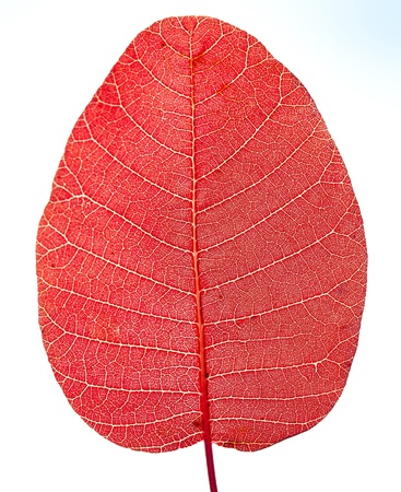 Sunlight goes through red leafの写真素材