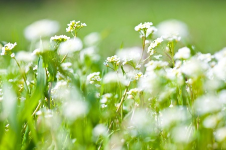 Grass is bloomingの写真素材