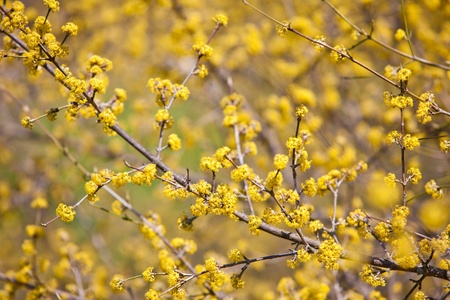 Tree branch in bloomの写真素材