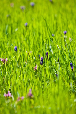 Grass is bloomingの写真素材