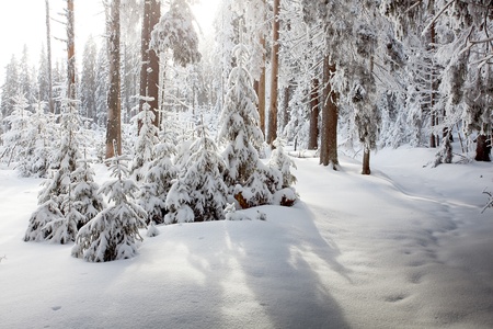 Winterの写真素材