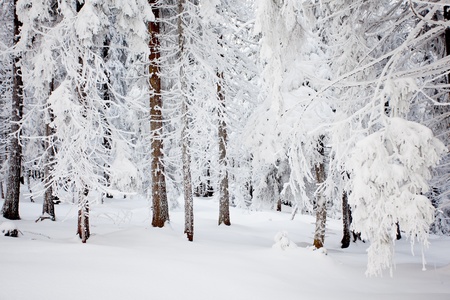 Winterの写真素材