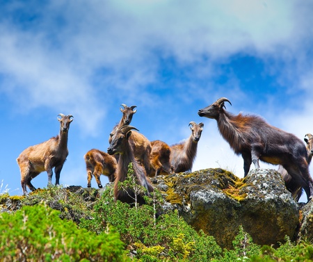 Wild goats in Himalaya mountains の写真素材