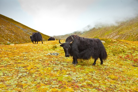 Scenic view of the Himalayas mountains with yak の写真素材