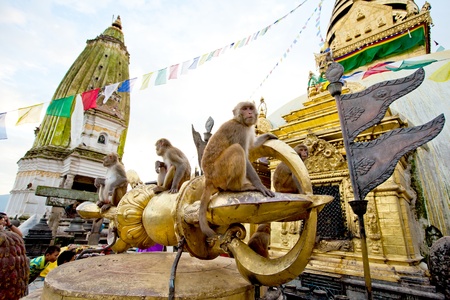 Monkeys in Svayambunath temple in Kathmanduの写真素材