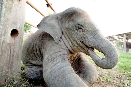 Baby elephantの写真素材