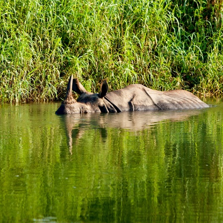 Rhino is bathing in river in Chitwan national parkの写真素材