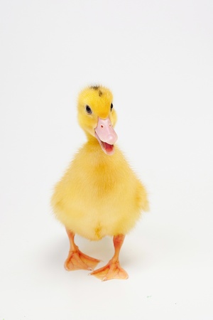 Little duck isolated on white backgroundの写真素材