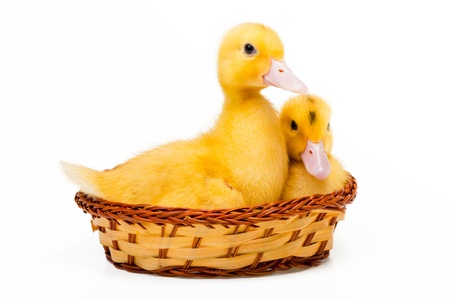 Two yellow little ducks in nest on white backgroundの写真素材